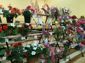 Flowers competition