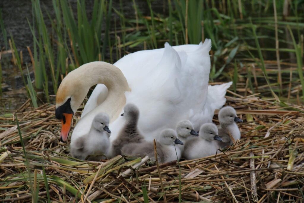 Mother swan with signets