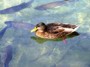 Trout swimming beneath a duck